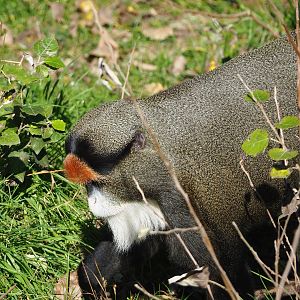 De Brazza's guenon  (Cercopithecus neglectus), 2022-10-09