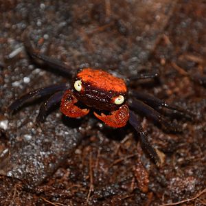 Red devil vampire crab (Geosesarma hagen)
