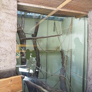 De Brazza's guenon indoor housing, 2022-10-09