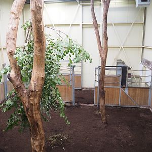 Reticulated giraffe indoor housing, 2022-10-09