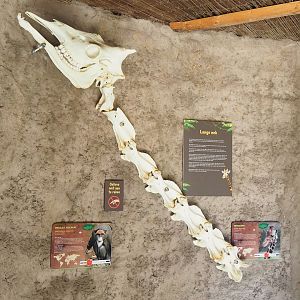 Reticulated giraffe and De Brazza's guenon signage and Giraffe neck and skull, 2022-10-09