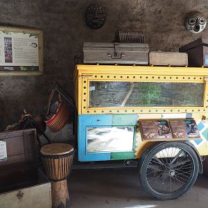 Illegal wildlife trade display with Egyptian tortoise and North African mastigure terrarium, 2022-10-09