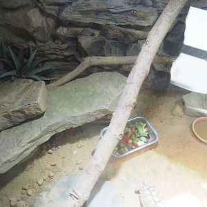 Egyptian tortoise and North African mastigure terrarium, 2022-10-09