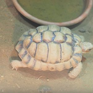 Egyptian tortoise (Testudo kleinmanni), 2022-10-09