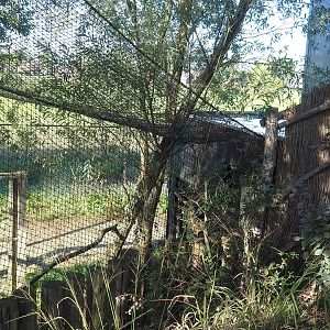 East African grey crowned crane and hamerkop aviary - Barn, 2022-10-09