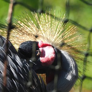 East African grey crowned crane (Balearica regulorum gibbericeps), 2022-10-09