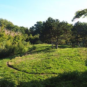 South African cheetah exhibit, 2022-10-09