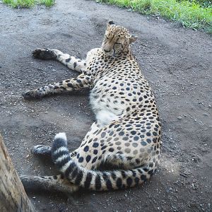 South African cheetah (Acinonyx jubatus jubatus), 2022-10-09