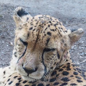 South African cheetah (Acinonyx jubatus jubatus), 2022-10-09