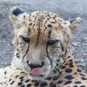 South African cheetah (Acinonyx jubatus jubatus), 2022-10-09