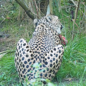 South African cheetah (Acinonyx jubatus jubatus), 2022-10-09