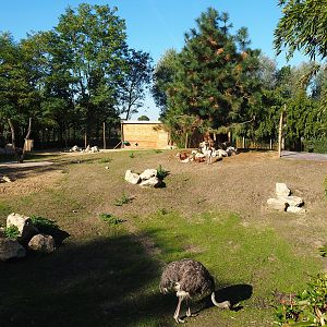 Mhorr gazelle and South African ostrich paddock, 2022-10-09