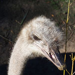South African ostrich (Struthio camelus australis), 2022-10-09