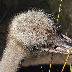 South African ostrich (Struthio camelus australis), 2022-10-09