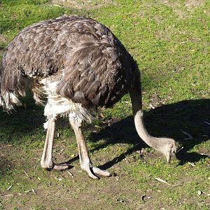 South African ostrich (Struthio camelus australis), 2022-10-09