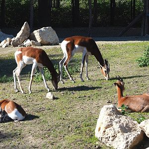 Mhorr gazelles (Nanger dama mhorr), 2022-10-09