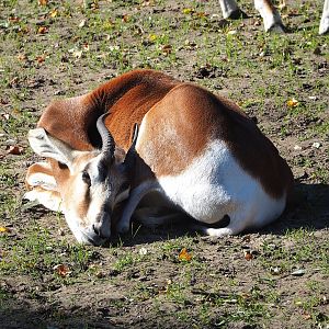 Mhorr gazelle (Nanger dama mhorr), 2022-10-09