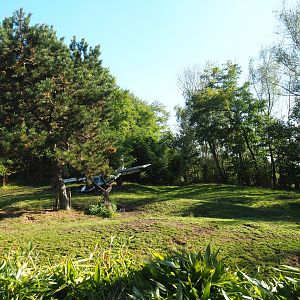 Vietnamese sika deer, Blackbuck and Reeves's muntjac paddock (Former African wild dog exhibit), 2022-10-09