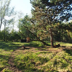 Vietnamese sika deer, Blackbuck and Reeves's muntjac paddock (Former African wild dog exhibit), 2022-10-09