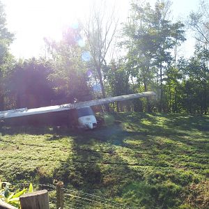 Vietnamese sika deer, Blackbuck and Reeves's muntjac paddock (Former African wild dog exhibit), 2022-10-09