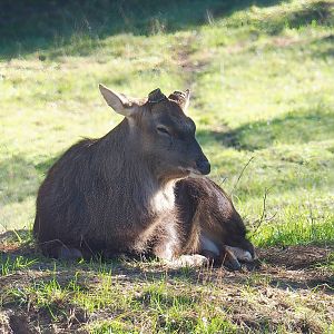 Vietnamese sika deer (Cervus hortulorum pseudaxis), 2022-10-09