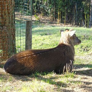 Vietnamese sika deer (Cervus hortulorum pseudaxis), 2022-10-09
