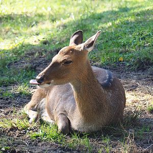 Vietnamese sika deer (Cervus hortulorum pseudaxis), 2022-10-09