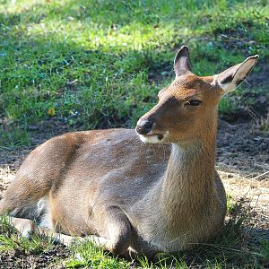 Vietnamese sika deer (Cervus hortulorum pseudaxis), 2022-10-09