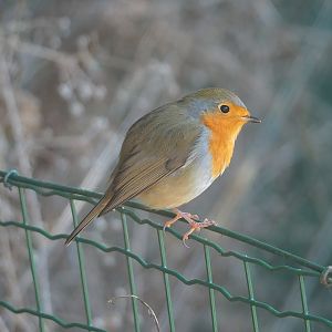 Wild European robin (Erithacus rubecula), 2022-10-09