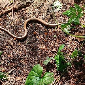 Slow Worm