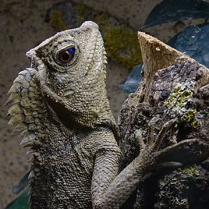 Chameleon forest dragon (Gonocephalus chamaeleontinus)