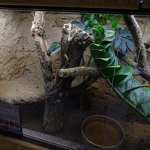 Chameleon forest dragon terrarium