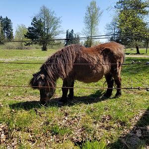 Pearl (American Miniature Horse)