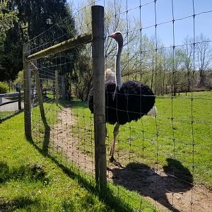 Reggie (Ostrich)