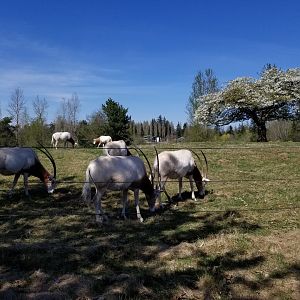 Scimitar-horned oryx