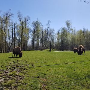 American bison
