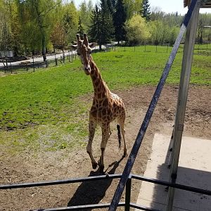 Jenga (Rothschild's giraffe)