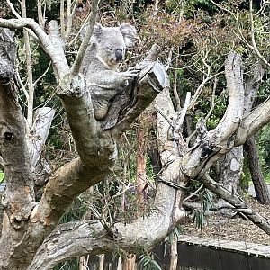 Queensland Koala