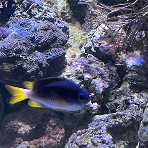 Damselfish ID