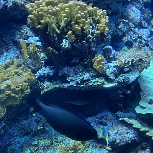 Unicornfish ID