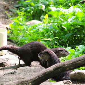 Asia Trail - Asian Small-clawed Otters