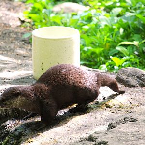 Asia Trail - Asian Small-clawed Otter