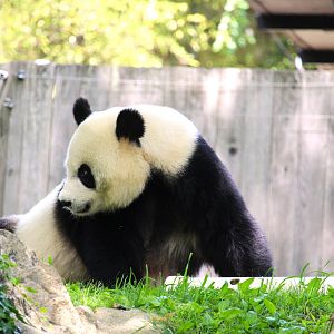 Asia Trail - Mei Xiang