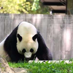 Asia Trail - Mei Xiang