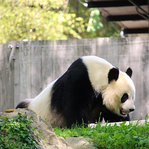 Asia Trail - Mei Xiang