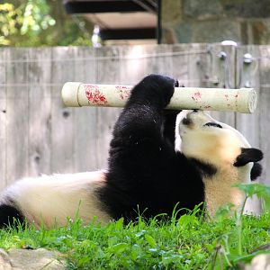Asia Trail - Mei Xiang