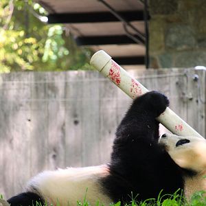 Asia Trail - Mei Xiang