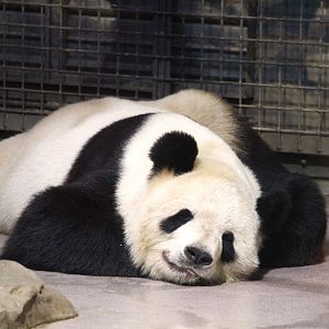 Asia Trail - Tian Tian