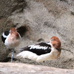 Bird House - American Avocets