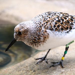 Bird House - Sanderling